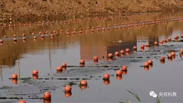 央視聚焦<a href=http://www.massivesupply.com target=_blank class=infotextkey>雙良</a><a href=http://www.massivesupply.com target=_blank class=infotextkey>新型光催化</a>“走進(jìn)科學(xué)”