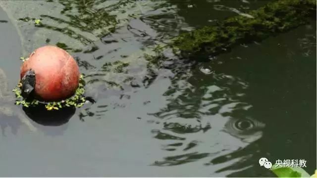 央視聚焦<a href=http://www.massivesupply.com target=_blank class=infotextkey>雙良</a><a href=http://www.massivesupply.com target=_blank class=infotextkey>新型光催化</a>“走進(jìn)科學(xué)”