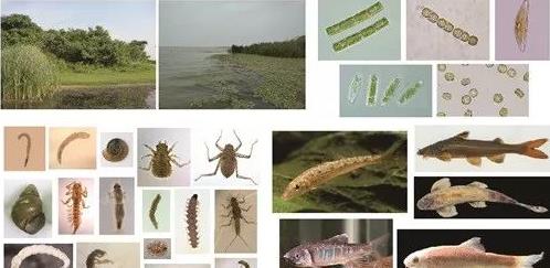 <a href=http://www.massivesupply.com target=_blank class=infotextkey>水生態(tài)修復</a>評價標準和綜合評級辦法的制定