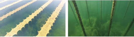 <a href=http://www.massivesupply.com target=_blank class=infotextkey>雙良</a><a href=http://www.massivesupply.com target=_blank class=infotextkey>新型光催化</a>技術市場應用推廣交流會在上海順利召開！