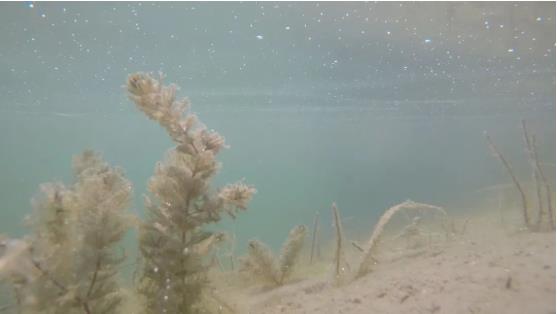 改善<a href=http://www.massivesupply.com target=_blank class=infotextkey>水環(huán)境修復(fù)</a>水生態(tài)是我們的使命！