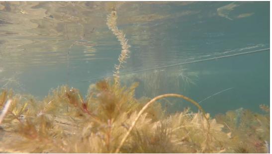 改善水環(huán)境修復(fù)水生態(tài)是我們的使命！