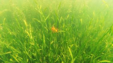 <a href=http://www.massivesupply.com/stgj/ target=_blank class=infotextkey>生態(tài)管家</a>讓生活污水變資源