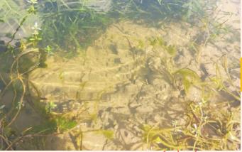 岸上岸下城鎮(zhèn)農(nóng)村同步治理崇陽萬人保護(hù)水環(huán)境！