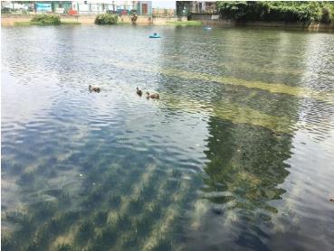 新聞轉(zhuǎn)載｜云南高原湖泊治理和保護(hù)還存在哪些問(wèn)題？