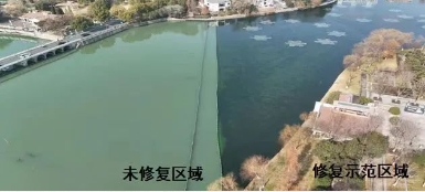 媒體聚焦｜修復(fù)水生態(tài)，波葉海菜花現(xiàn)身南京江寧